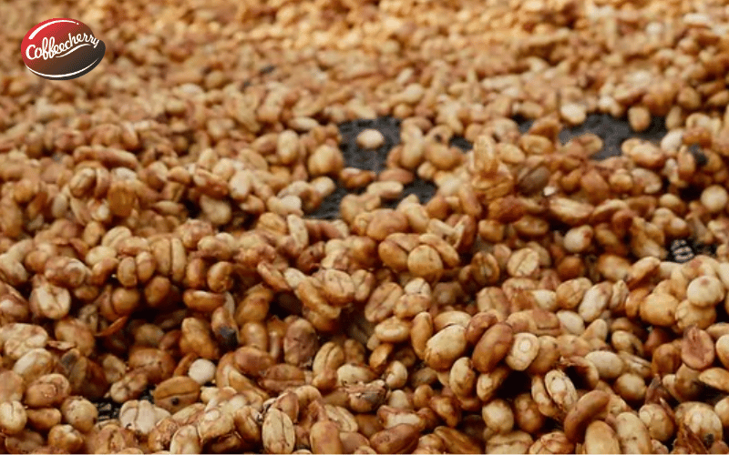 sai-lam-ve-phuong-phap-che-bien-ca-phe-honey-1 (2)